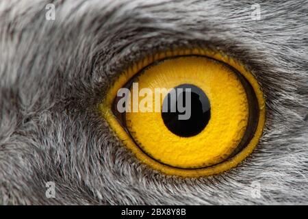 eagle Eye gros plan, macro photo, oeil du mâle Northern Harrier. Banque D'Images