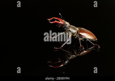 Coléoptère du cerf, Lucanus cervus sur fond noir gros plan. Banque D'Images