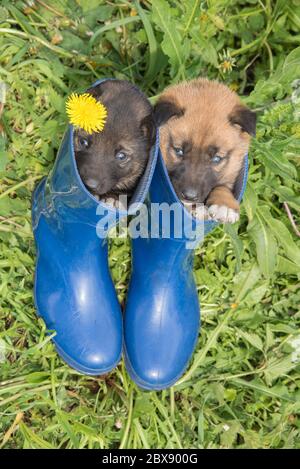 Deux jeunes chiots de peau de chien sibérien sur herbe verte avec pissenlits et bottes bleues en été Banque D'Images