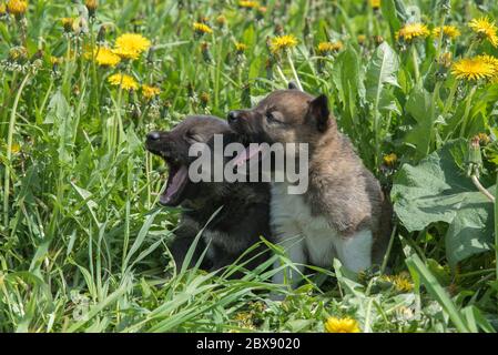 Deux charmants chiots de race Laika sont dans l'herbe verte d'été et la tourbillonneau ou l'écorce Banque D'Images
