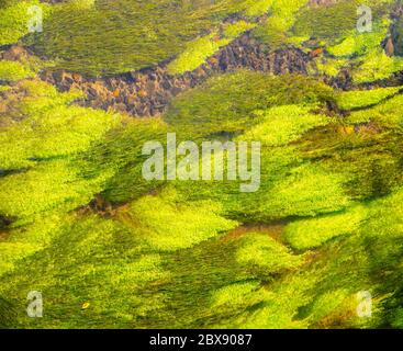 Algues vertes sous l'eau claire du ruisseau de montagne. Banque D'Images