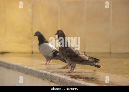 Deux magnifiques pigeons gris se trouvent près de l'eau dans la ville en été Banque D'Images