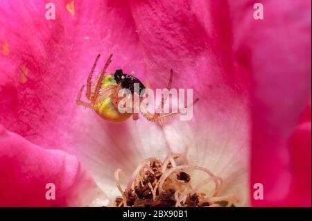 Araignée en toile d'ORB (Araniella cucurbitina) avec une proie enveloppée en soie dans une tête de fleur rose de chien photographiée à un grossissement de 2,5x environ. Banque D'Images