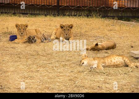 Le tigre, les petits liligers et les lions dorment sur l'herbe sèche en été dans un zoo Banque D'Images