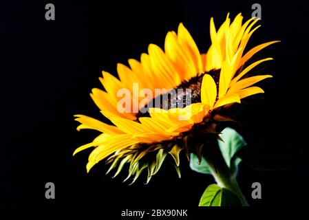 Tournesol isolé sur fond noir. Image de faible niveau de clé. Banque D'Images