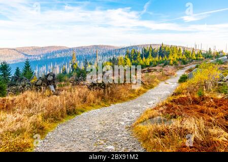 Forêt ravagée en garde contre l'infestation du dendroctone de l'écorce. Parc national de Sumava et forêt bavaroise, république tchèque et Allemagne. Vue de Tristolicnik, Dreisesselberg, à Plechy, Plockenstein. Banque D'Images
