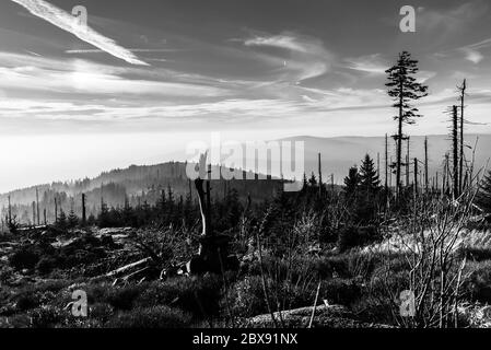 Forêt ravagée en garde contre l'infestation du dendroctone de l'écorce. Parc national de Sumava et forêt bavaroise, république tchèque et Allemagne. Vue depuis Tristolicnik, Dreisesselberg. Image en noir et blanc. Banque D'Images