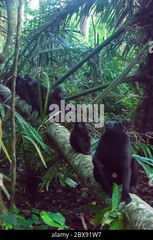 Celebes macaque à crête dans le parc national de Tangkoko, Nord Sulawesi, Indonésie. Banque D'Images