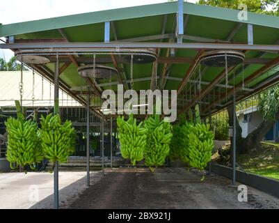 Les bananes vertes sont accrochées sur les chaînes sous le toit de l'ascenseur. Plantation de bananes au François, Martinique, Antilles Banque D'Images