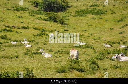 Paysage pittoresque sur des champs verdoyants paisibles avec des vaches blanches avec de longues cornes, paître dans l'herbe du sommet d'une montagne en Martinique Banque D'Images