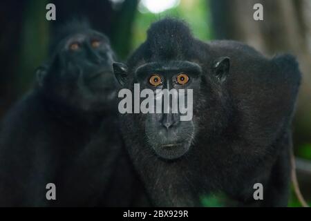 Celebes macaque à crête dans le parc national de Tangkoko, Nord Sulawesi, Indonésie. Banque D'Images
