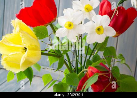 Bouquet de printemps avec tulipes jaunes et rouges, narcisse et branche de bouleau. Carte de fête des mères ou de Pâques. Gros plan Banque D'Images
