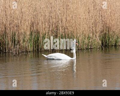 Un cygne muet vu de Headley Hide au Wildfowl and Wetlands Trust London Wetland Center, Barnes, Londres, Angleterre Banque D'Images