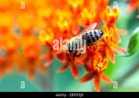 Abeille sur fleur, abeille en gros plan collectant le nectar sur l'herbe à lait à papillons Asclepias tuberosa Banque D'Images