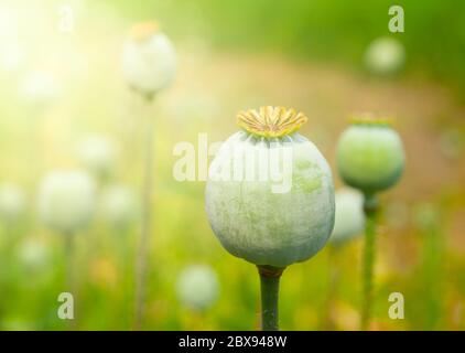 Greeen tête de pavot non mûre. Source d'opium végétale. Banque D'Images