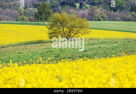Paysage pittoresque de campagne du printemps Paysage avec arbre Lonely entre champs de colza à fleurs jaunes. Thème Agriculture. Banque D'Images