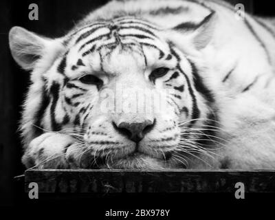 Joli tigre blanc paresseux couché sur le bureau sur sa patte. Portrait d'animal sauvage. Image en noir et blanc. Banque D'Images