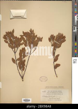 Arptostaphylos pungens HBK Artostaphylos pungens HBK. Banque D'Images