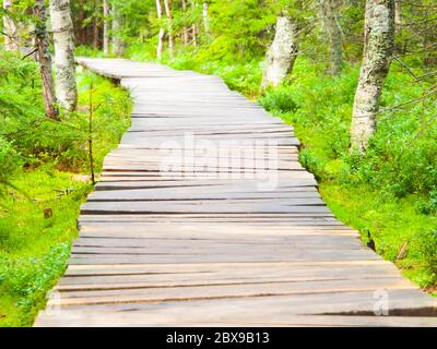 Chemin en bois étroit dans la forêt verte. Banque D'Images