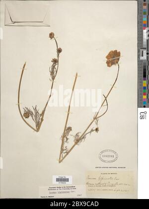 COSMOS bipinnatus bipinnatus bipinnatus. Banque D'Images
