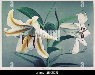 Lily; Kazumasa Ogawa (japonais, 1860 - 1929); Yokohama, Japon; 1896; collotype de couleur main Banque D'Images