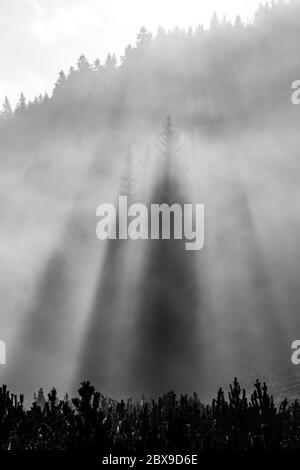 Matin brumeux dans la nature. Le soleil diffuse de la lumière dans la brume avec des silhouettes d'arbre. Image en noir et blanc. Banque D'Images