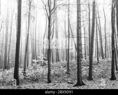 Forêt brumeuse d'automne avec des feuilles d'orange sèches sur un sol. Image en noir et blanc. Banque D'Images