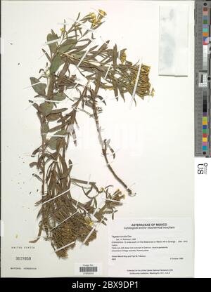 Tagetes lucida et Tagetes lucida. Banque D'Images