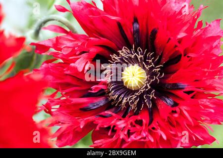 Pavot à opium rouge Papaver somniferum Banque D'Images