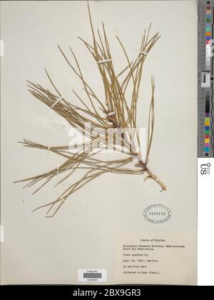 Pinus serotina Michx Pinus serotina Michx. Banque D'Images