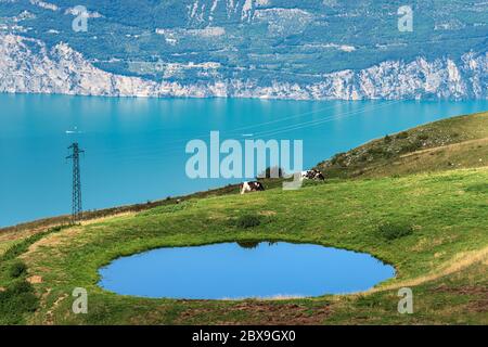 Vue aérienne sur le lac de Garde avec un petit étang avec des vaches et des pâturages verts, Monte Baldo, Alpes italiennes. Vénétie et Lombardie, Italie, Europe. Banque D'Images