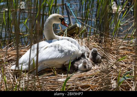 Muet cygne (Cygnus olor) sur nid avec des cygnets nouvellement éclos Banque D'Images