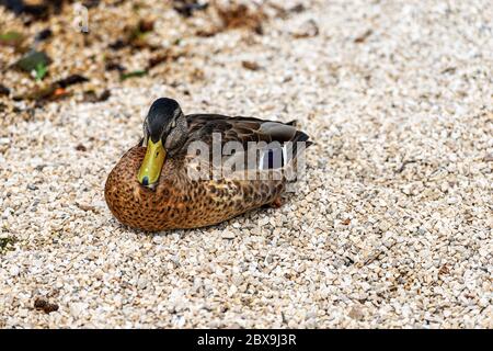 La femelle de canard colvert (Aras platyrhynchos) repose sur la rive du lac. Italie, Europe Banque D'Images