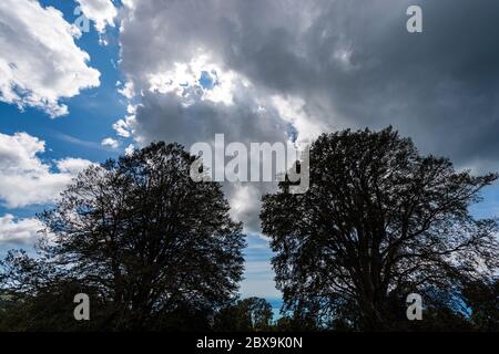 Silhouette noire de deux grands arbres de hêtre contre ciel bleu et nuages. Alpes italiennes, Italie, Europe Banque D'Images