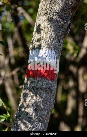 Détail d'un panneau rouge et blanc sur un arbre à Mountain. Panneau de randonnée, symbole dans les alpes italiennes Banque D'Images