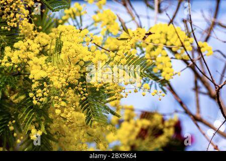Gros plan d'un mimosa en fleurs (Acacia dealbata, Mimosaceae) avec des fleurs jaunes et des feuilles vertes, Italie Banque D'Images