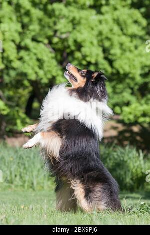 Belle tricolore sheltie (berger de shetland) sur deux jambes, priant ou mendiant, sauter Banque D'Images
