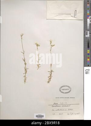 Cerastium arvense L Cerastium arvense L. Banque D'Images