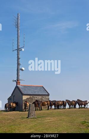 Le troupeau de poneys d'Exmoor se trouvait autour du mât radio sur Butter Hill, Countisbury, dans le nord du Devon, en Angleterre. Partie du South West Coast Path. Banque D'Images