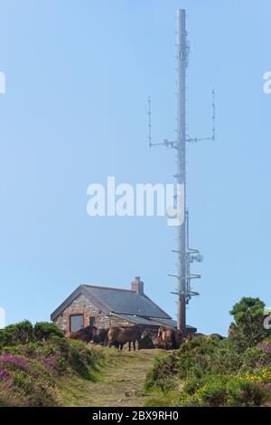 Le troupeau de poneys d'Exmoor se trouvait autour du mât radio sur Butter Hill, Countisbury, dans le nord du Devon, en Angleterre. Partie du South West Coast Path. Banque D'Images