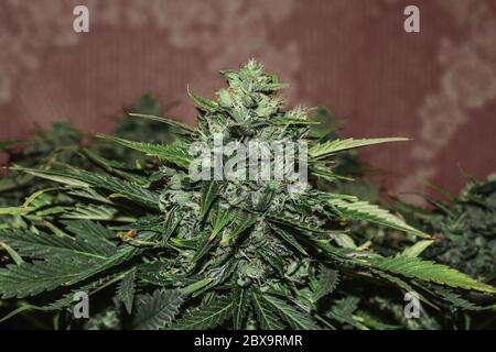 Cannabis gros plan Macro marijuana. Trichhome bud, thc, hybride Banque D'Images