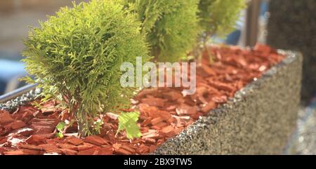 Petits arbres Tuya dans le pot sur le balcon. Lumière douce, mise au point sélective. Concept de vie naturelle Banque D'Images