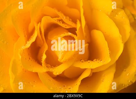 photo macro de rose jaune avec beaucoup de petites gouttelettes d'eau Banque D'Images