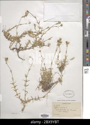 Cerastium arvense L Cerastium arvense L. Banque D'Images