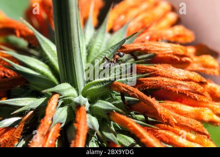 Queue du lion Leonotis ocymifolia Banque D'Images