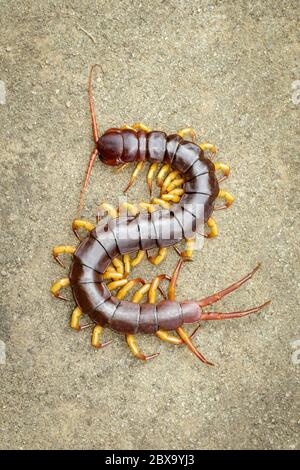 Image de centipedes ou chilopoda sur le sol. Animaux. Animaux toxiques. Banque D'Images