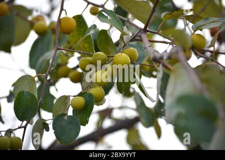 Jujube indien ou Ziziphus mauritiana sur le jujube Banque D'Images