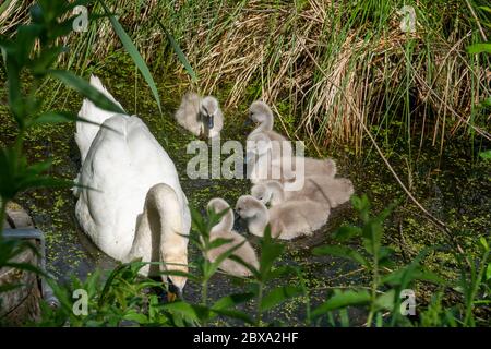 sur un étang, il naque un cygne blanc avec ses petits poussins Banque D'Images