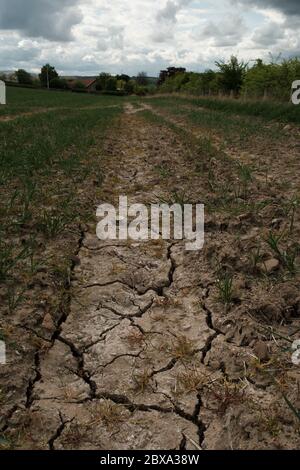Terre fissurée dans le champ de travail du sol Banque D'Images