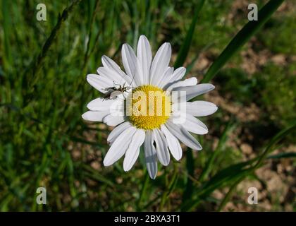 Simple Marguerite blanche et jaune avec insecte sur pétales blancs Banque D'Images